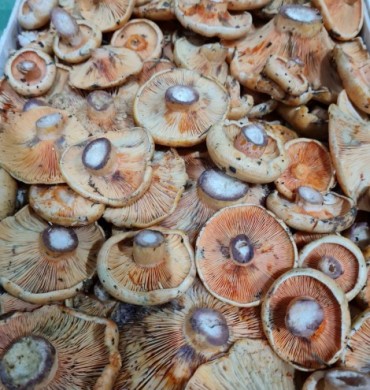 Poslovni iskorak uz C2C fond