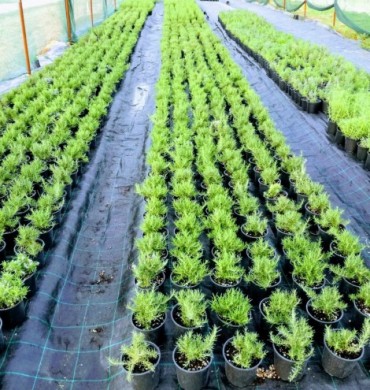 Skratili i pojeftinili proces proizvodnje