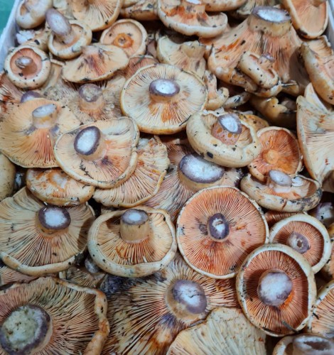 Business breakthrough with C2C fund